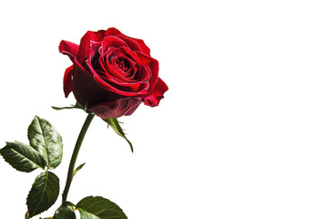 A stunning red rose in full bloom on a transparent background. highlighting its vibrant beauty and delicate petals, perfect for romantic or floral themes.