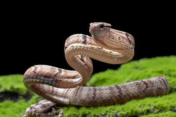 Dog-toothed Cat Snake in attack position