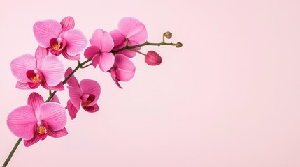 Pink Orchid Branch on Pink Background