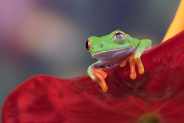 Red eyed tree frog on a flower