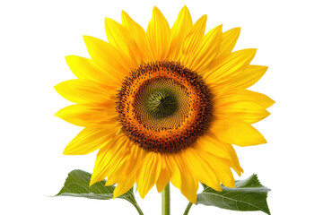 Obraz premium Bright sunflower in full bloom with vibrant yellow petals and green leaves, isolated on a transparent background.