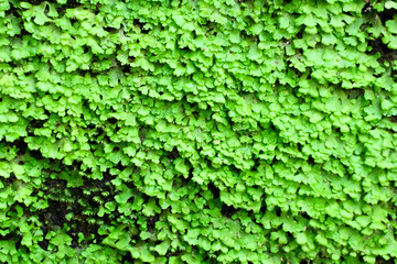 Photo depicting a bright green moss on an old wall. Moss texture. Moss background. Green moss on grunge texture, background. Closeup. Mosses are small flowerless plants.