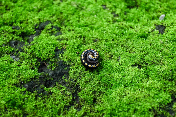 black round reptile insect on a green background