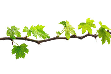 Close-up of a grapevine branch with vibrant green leaves isolated on a transparent background. Natural and botanical theme for design projects.