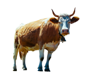 Cow on high mountain meadow in Swiss Alps