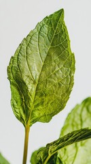 Close-up of a fresh green leaf on a white background, macro photography. Nature detail and botany concept
