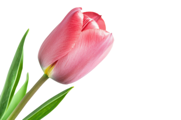 Close-up of a single pink tulip with green leaves on a transparent background. showcasing nature's elegance and bloom.