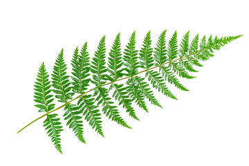 Close-up of a vibrant green fern leaf, featuring detailed fronds and intricate patterns against a transparent background.