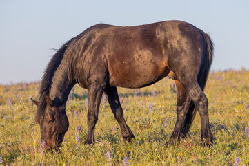 Fototapeta premium Beautiful Wild Horse in the Pryor Mountains Montana in Summer