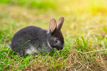 black rabbit on green grass

