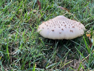 Close up of lawn yard wild mushrooms