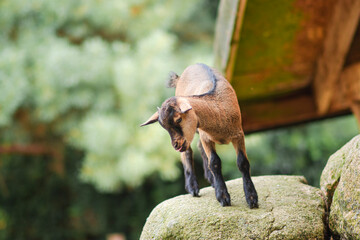 little brown goat jumping on rocks

