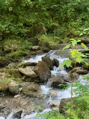 Obraz premium mountain river in the forest