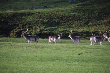 herd of deer