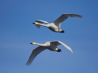 Obraz premium Whooper swan (Cygnus cygnus)