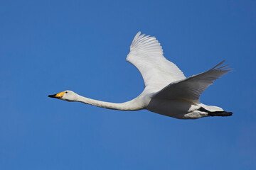 Whooper swan (Cygnus cygnus)