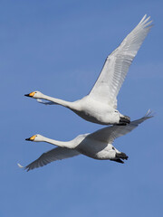 Whooper swan (Cygnus cygnus)