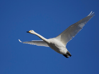 Whooper swan (Cygnus cygnus)