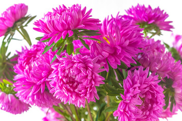 Fototapeta premium Bunch of purple aster (genus) flowers on a white background