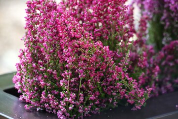 Obraz premium Blooming white and purple common heather. Calluna vulgaris background.