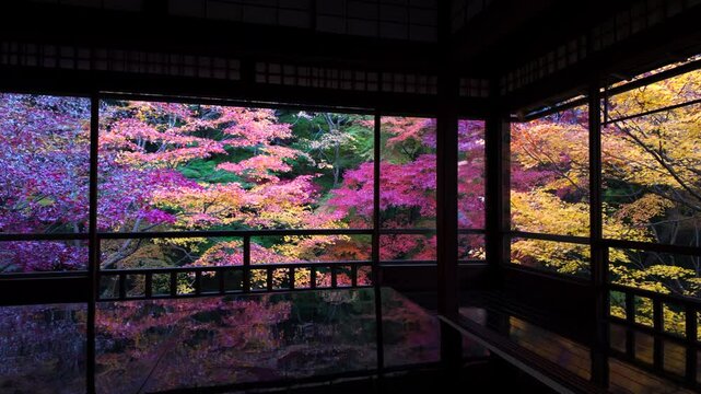 Autumn in Kyoto, Japan, panning shot showing colorful maple trees surrounding historic Buddhist temple during the fall season.	