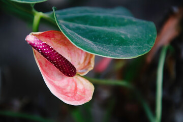 Elegant Anthurium Flower with Pink Spathe and Purple Spadix