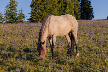 Beautiful Wild Horse in the Pryor Mountains Montana in Summer
