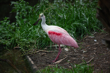 Roseate Spoonbill