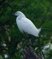 Snowy Egret