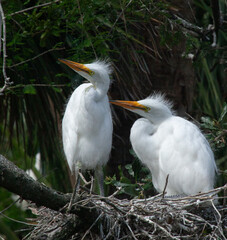 White Heron Chicks