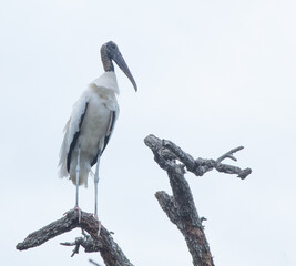 Wood Stork in a tree