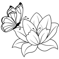 vector illustration of lily flower