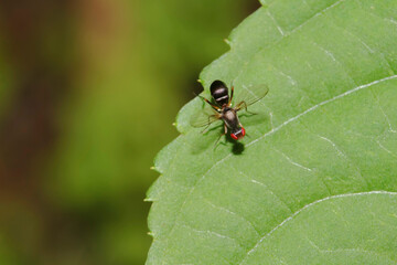 Schwingfliege, Nemopoda nitidula 