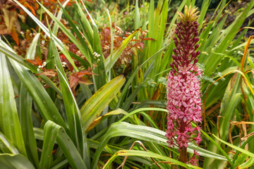 Pink flower in a park in England