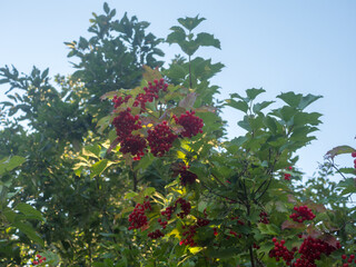 viburnum with red berries in early autumn