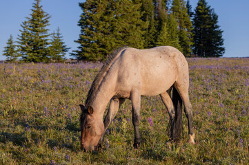 Beautiful Wild Horse in the Pryor Mountains Montana in Summer