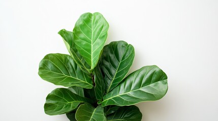 Green leaves of the Fiddle Leaf Fig (Ficus Lyrata), a popular ornamental tropical houseplant, displayed against a white wall background