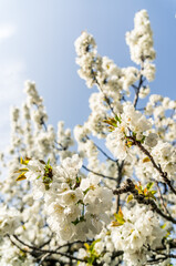 cerisier en fleur