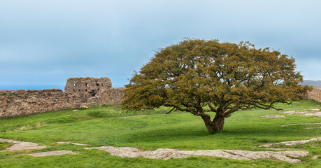 Lone tree panorama.