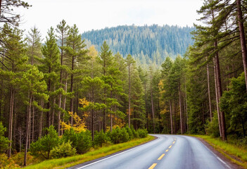Fototapeta premium road in the forest