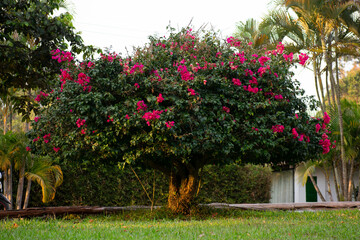 floral tree