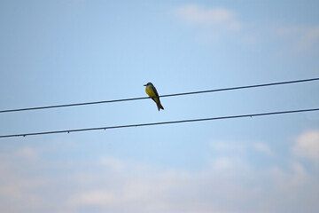 bird on a wire