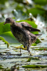 A young common moorhen runs on water leaves toward the camera lens on a sunny fall day.	