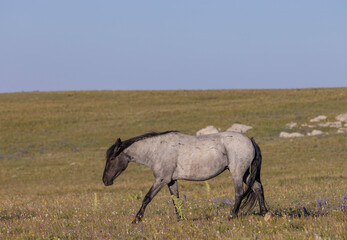 Fototapeta premium Beautiful Wild Horse in the Pryor Mountains Montana in Summer