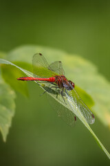 Close-up a male Ruddy darter sits on a green plant on a sunny summer day with a green background.