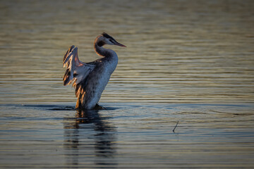 An adult great crested grebe waves its wings in the water perpendicular to the camera lens on a fall sunset. A great crested grebe splashes by wings in the water.