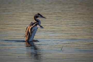 An adult great crested grebe waves its wings in the water perpendicular to the camera lens on a fall sunset. A great crested grebe splashes by wings in the water.