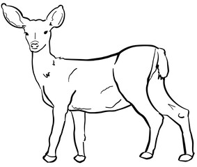 Deer Sketch