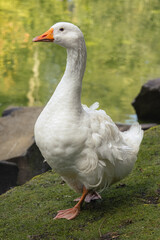 An adult domestic goose stands on the green grass near the pond and looks toward the camera lens on a sunny summer day.