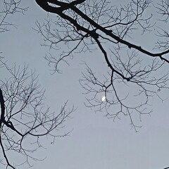 tree,sky,landscape,scenery,view